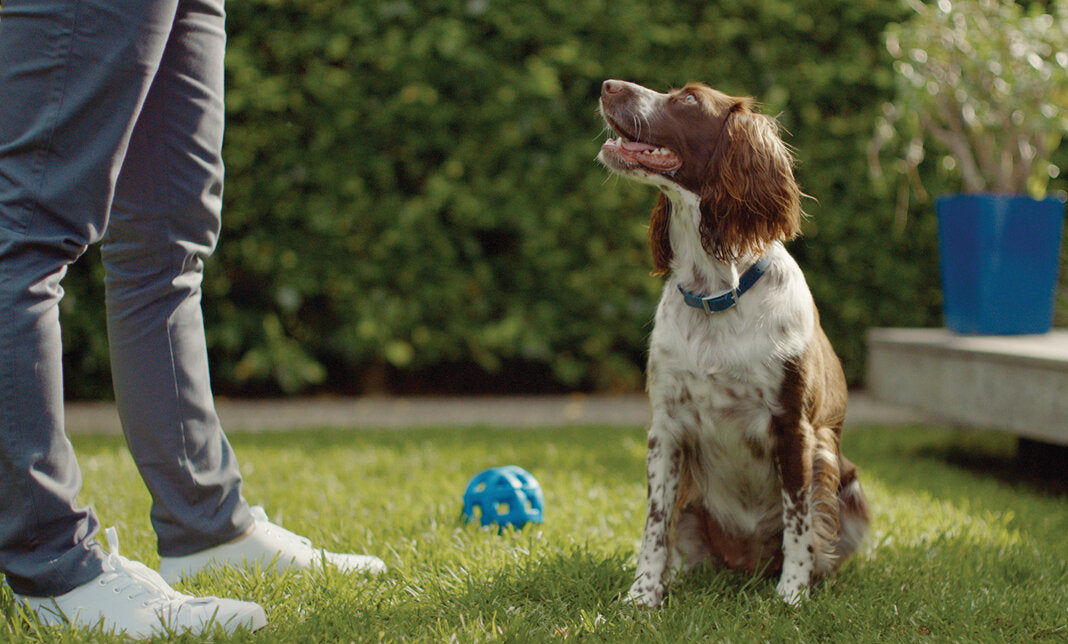 Dog food with glucosamine Why your dog needs it ZIWI US