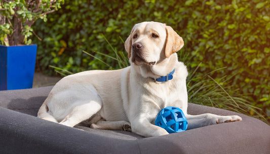 List of 10 common household pet toxins