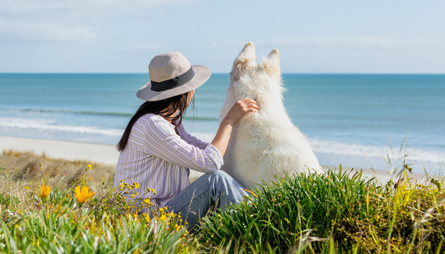 What's the best dog food for allergies cheap