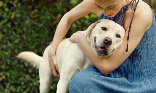 Owner holds golden labrador in her arms wondering why does my dog fat so much
