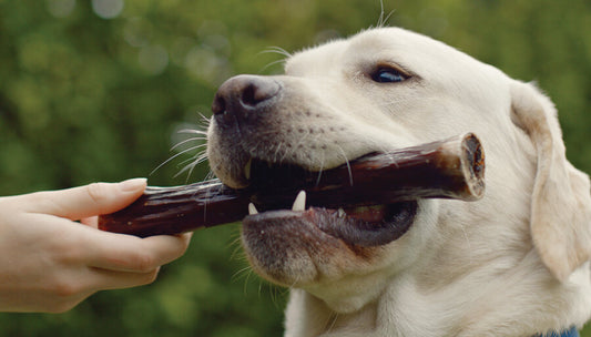 White Retriever with one of the best bones for dogs in its mouth a venison shank!