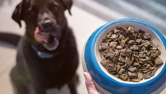 A bowl of what to feed a dog with diarrhea and a dog waiting to eat with its tounge out 