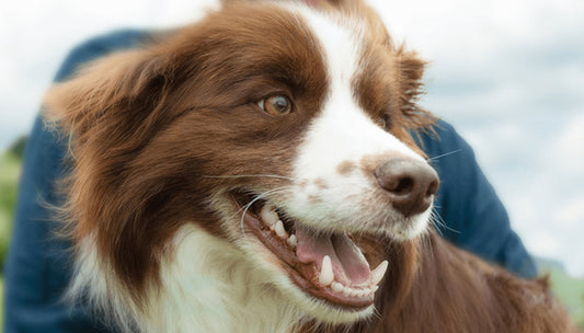A brown Border Collie with its mouth open showing what healthy dog gums look like