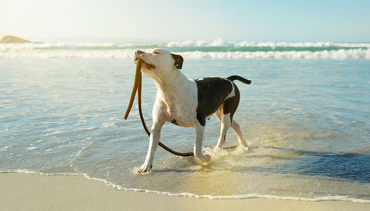 Dog walks through the waves on a beach holding a piece of kelp for dogs in its mouth