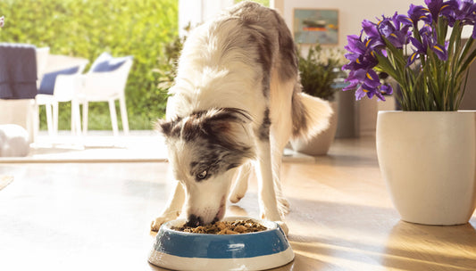 Medium-sized white and grey dog eating the best dog food for sensitive stomach from a bowl on the floor 