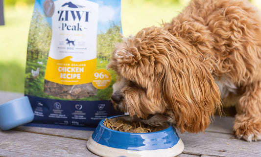 Small ginger dog eats the best dog food for weight loss from a bowl on a park bench