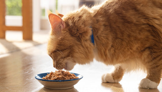 Ginger cat eating the best cat food for weight loss from a bowl on the floor 