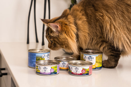 cat sniffing cans of ZIWI wet food