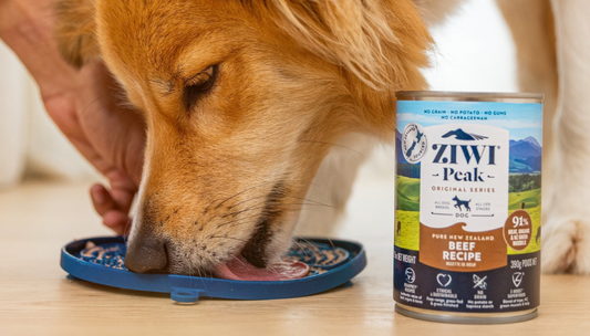 Can you feed a dog cat food best sale