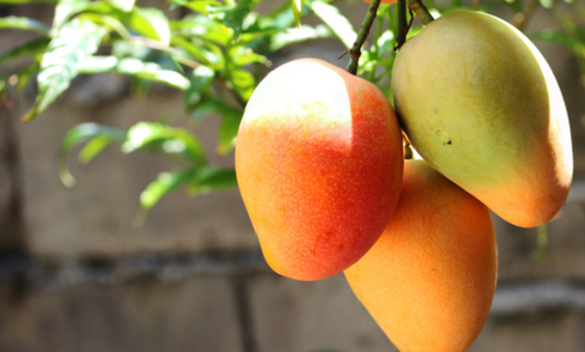 Fresh mango being prepared as a dog-friendly tropical treat