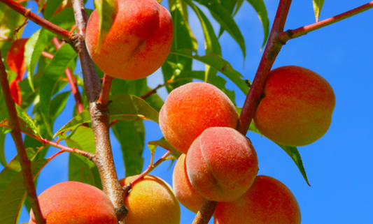 Fresh peaches prepared as a dog-safe summer fruit treat