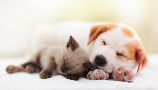 How Fish Oil Can Help Puppies and Kittens Thrive