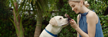 Dog Chews, Treats & Rewards
