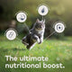 Variety Pack - Chicken, Lamb, and Mackerel & Lamb for cats