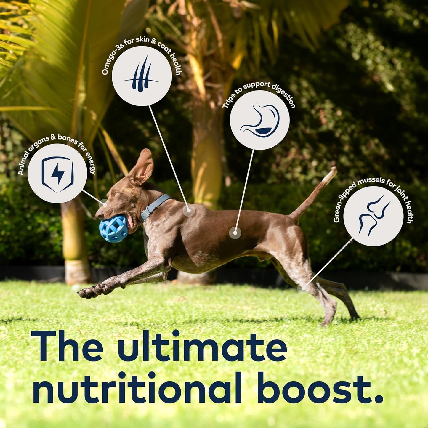 Variety Pack - All recipes for dogs