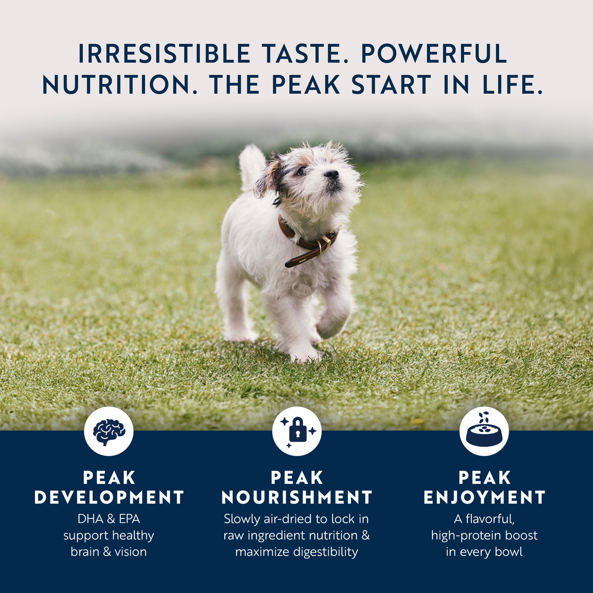 Original Air-Dried Chicken & Lamb Recipe for Puppies