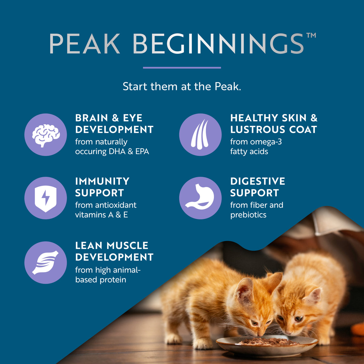 Original Wet Pâté Chicken with Lamb Recipe for Kittens