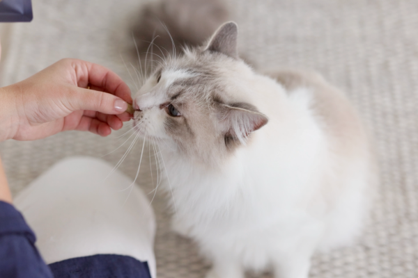 Cat Eating - Superboost 6_video screen grabs 1 (2).png