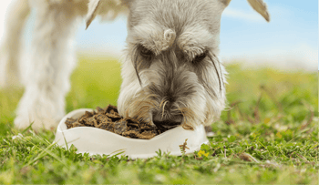 How to feed