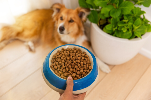 ZIWI dog steam and dried product in bowl with pet_medium 1.png