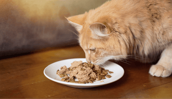 How to Get Your Cat to Eat Wet Food: Proven Strategies