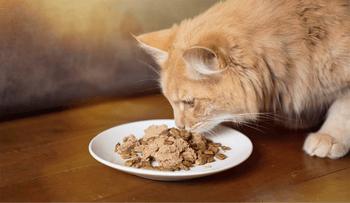 a cat eating from a plate