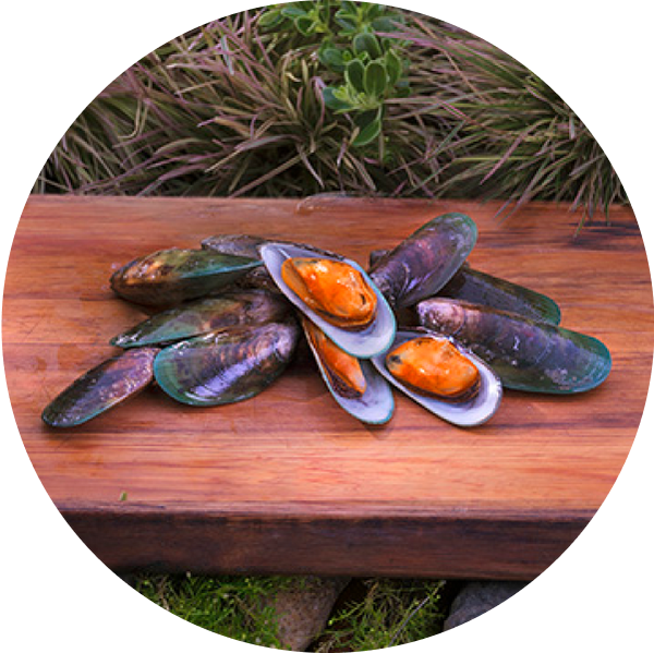 New Zealand green mussels