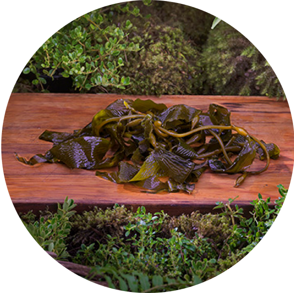 Organic kelp